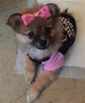 pomeranian-puppy-wearing-cute-shirt